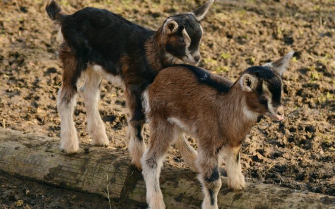 pexels-pixabay-326929