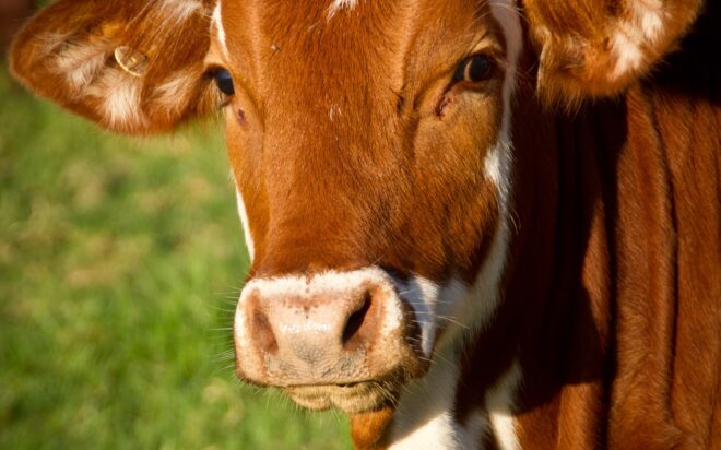 pexels-pixabay-51311