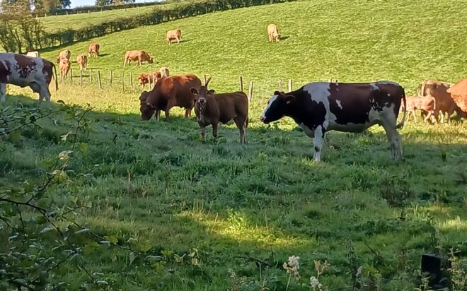 WhatsApp Bild 2025-08-19 um 20.07.51_ac76f585